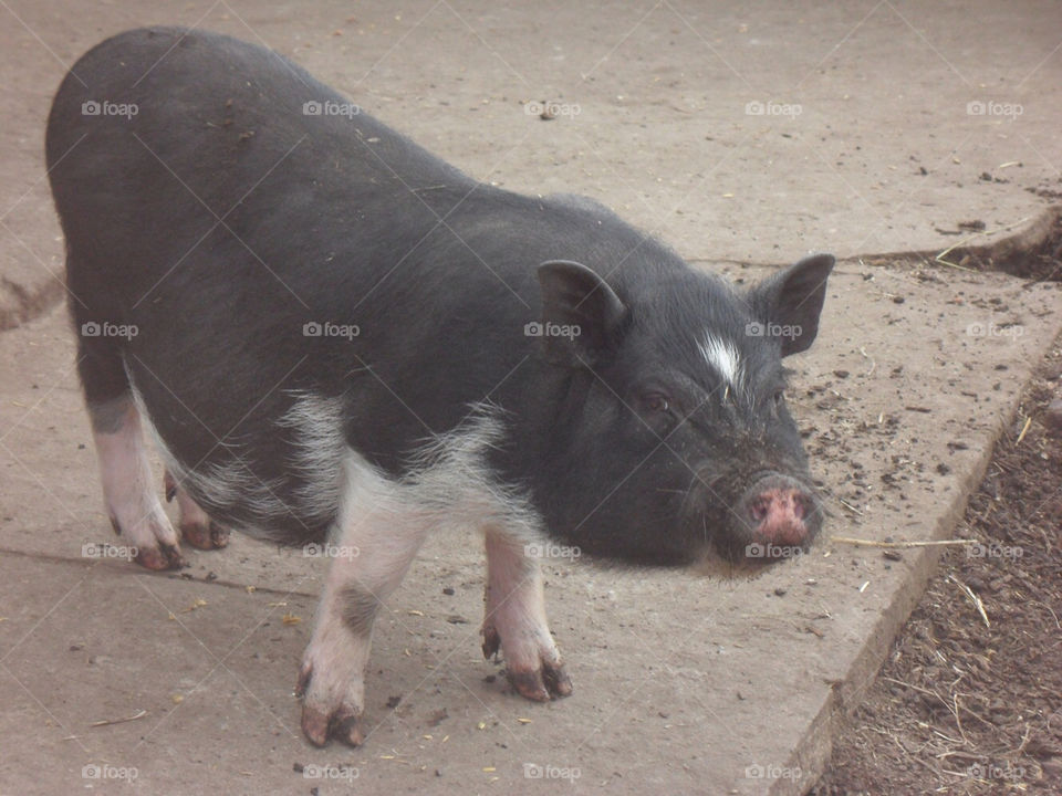 Mammal, No Person, Piglet, Farm, Animal