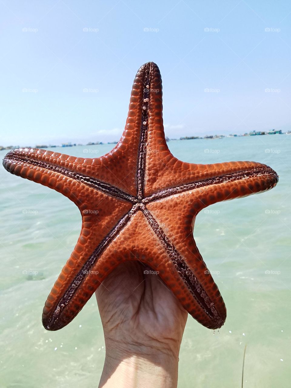 Starfish are marine invertebrates & are flat aquatic animals that move slowly and stick to the ocean they can live up to 35yrs.