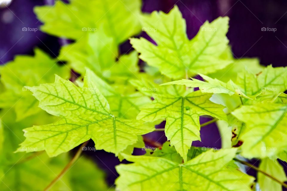 Maple Leafs Macro Photography 