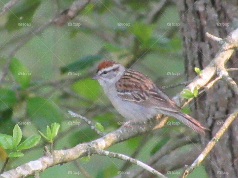 Chipping Sparrow