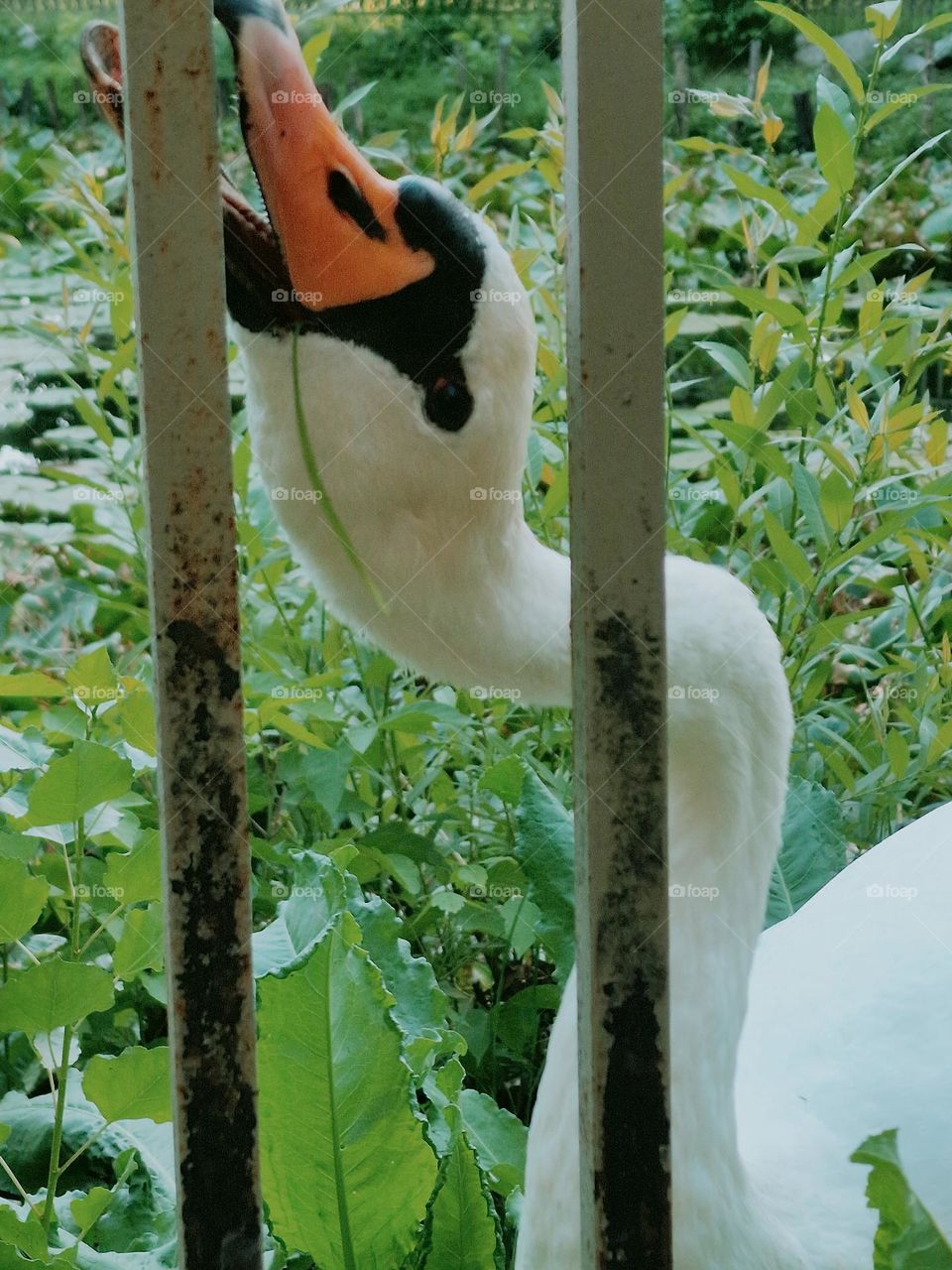 white swan