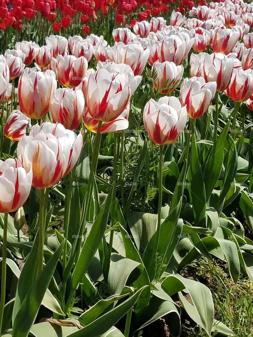 White and orange tulips