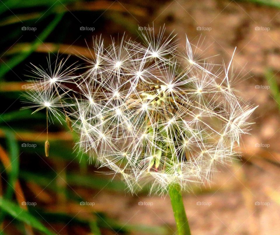 dandelion in the wind 