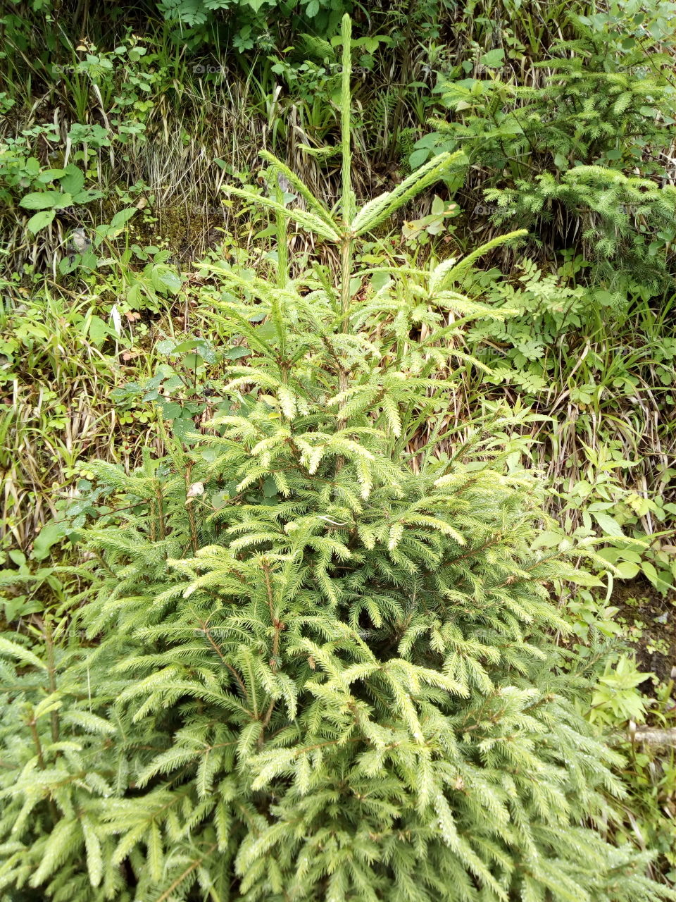 Schwarzwald in Bad Wildbad