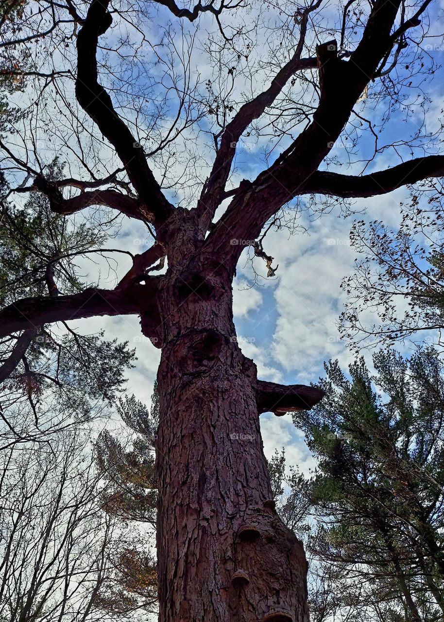 Towering Tree