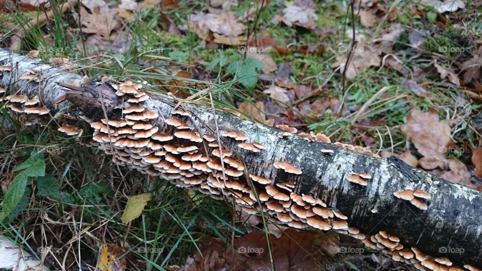 Branch overgrown with mushrooms