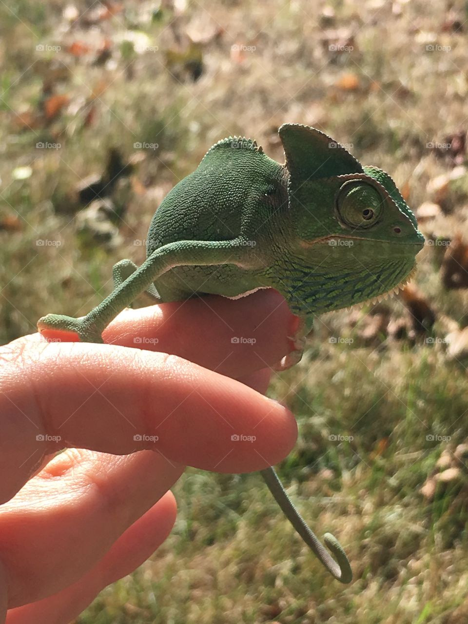 Veiled chameleon (Dr. Alphys)