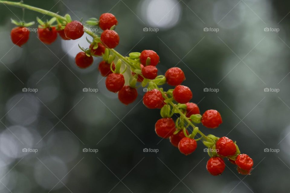 red blood burry popping against grey background