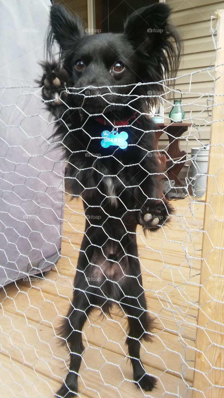longhair black Chihuahua chickenwire deck outsid