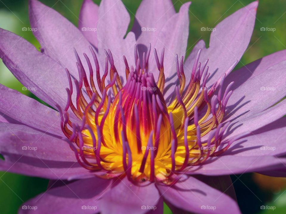 Close up of lotus