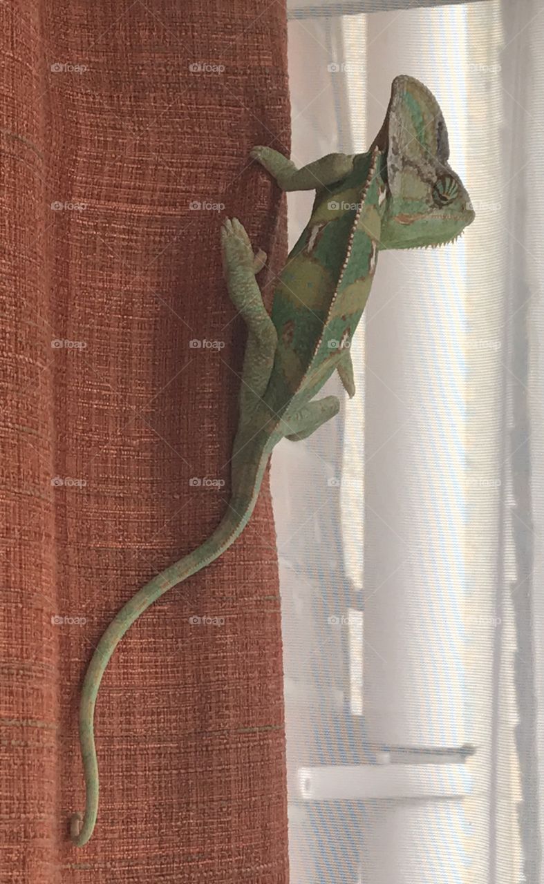 Green Yemen chameleon on a burnt orange curtain 