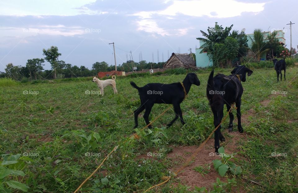 Goat And Dog On Farm Land