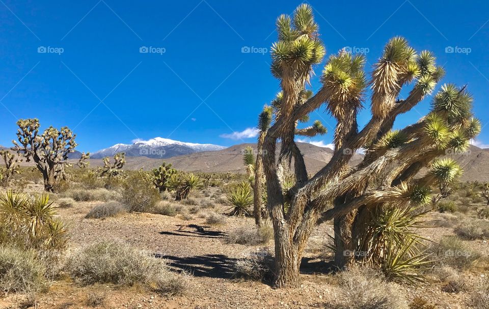 Exterior daylight.  Pahrump, NV, USA.  Joshua trees and yucas in foreground.  Blue sky and snowy mountains in background.