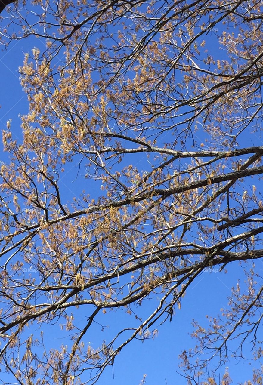 Branches of huge acorn tree springing forth with its's tassels.