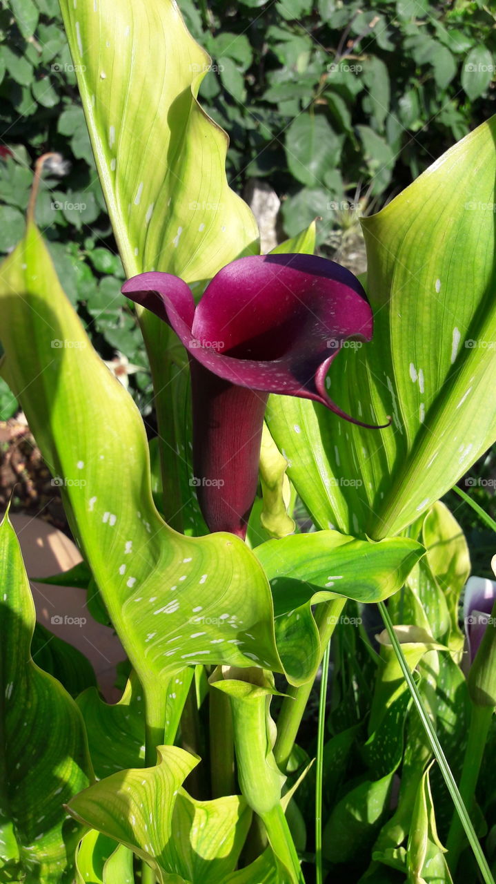 calla roja