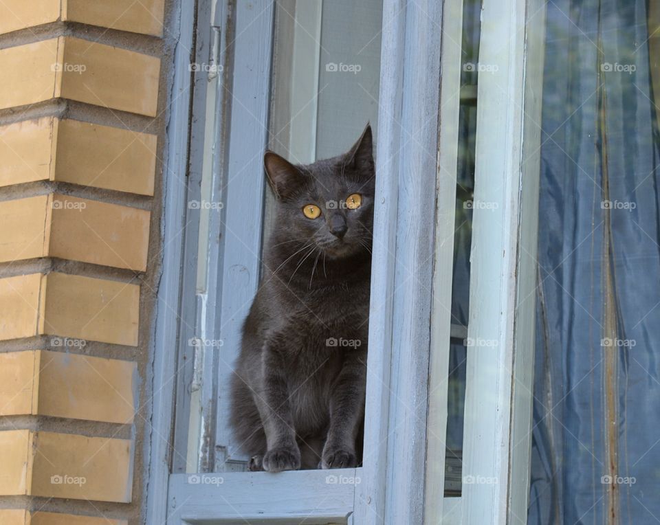 cat on a window