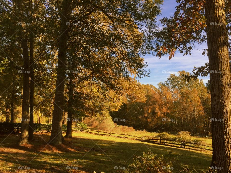 Scenic view of autumn trees