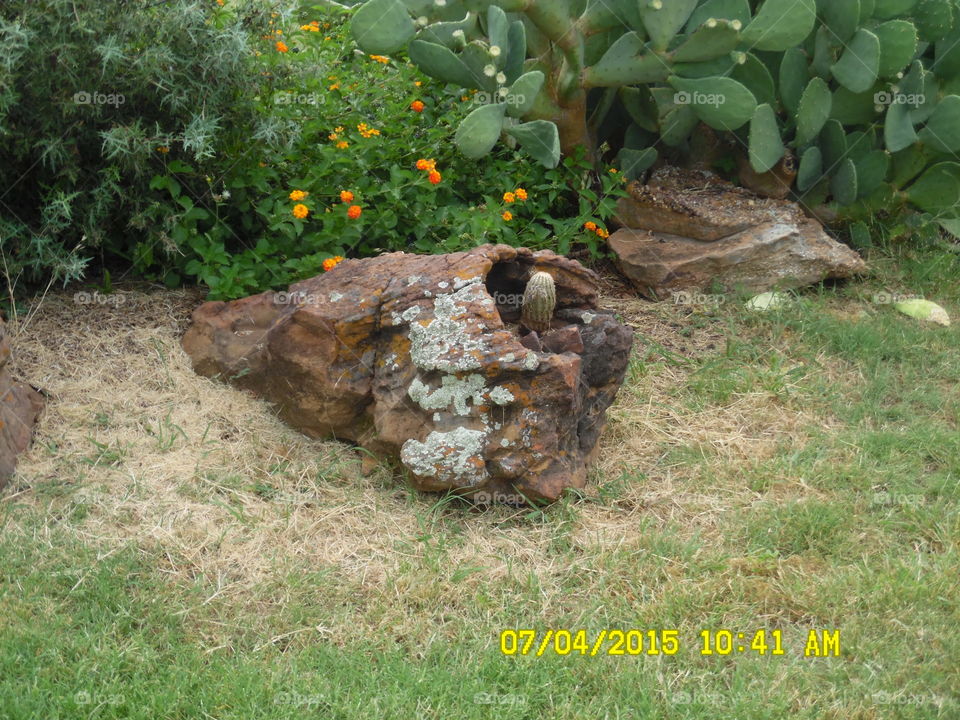 rock cactus π΅. There is a tiny cactus π΅ growing in this rock that I saw while visiting the wildcatter ranch located east of Graham Tex