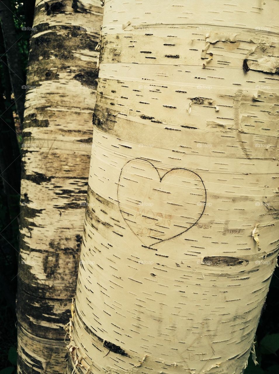 Heart carved in tree 