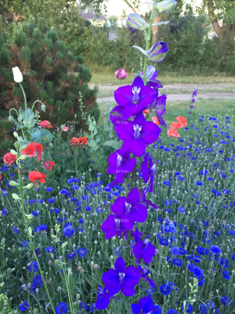 Flower bed. Flower bed full of larkspur,  poppies, and bachelor buttons