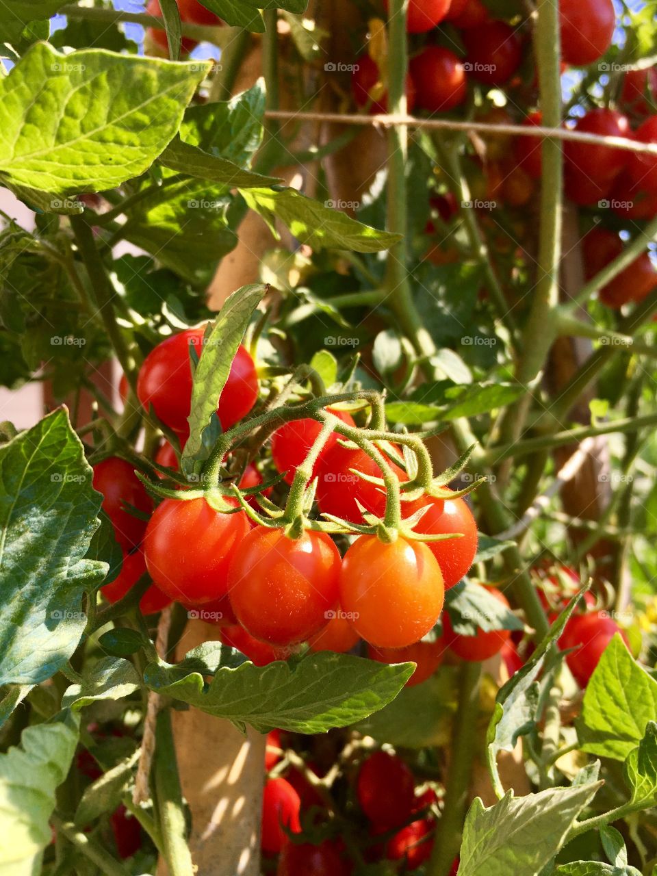 detail of tomato plant with bunch of red fruits, in the background other blur tomatoes