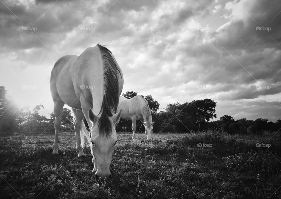 Two gray horses grazing at sundown in black and white