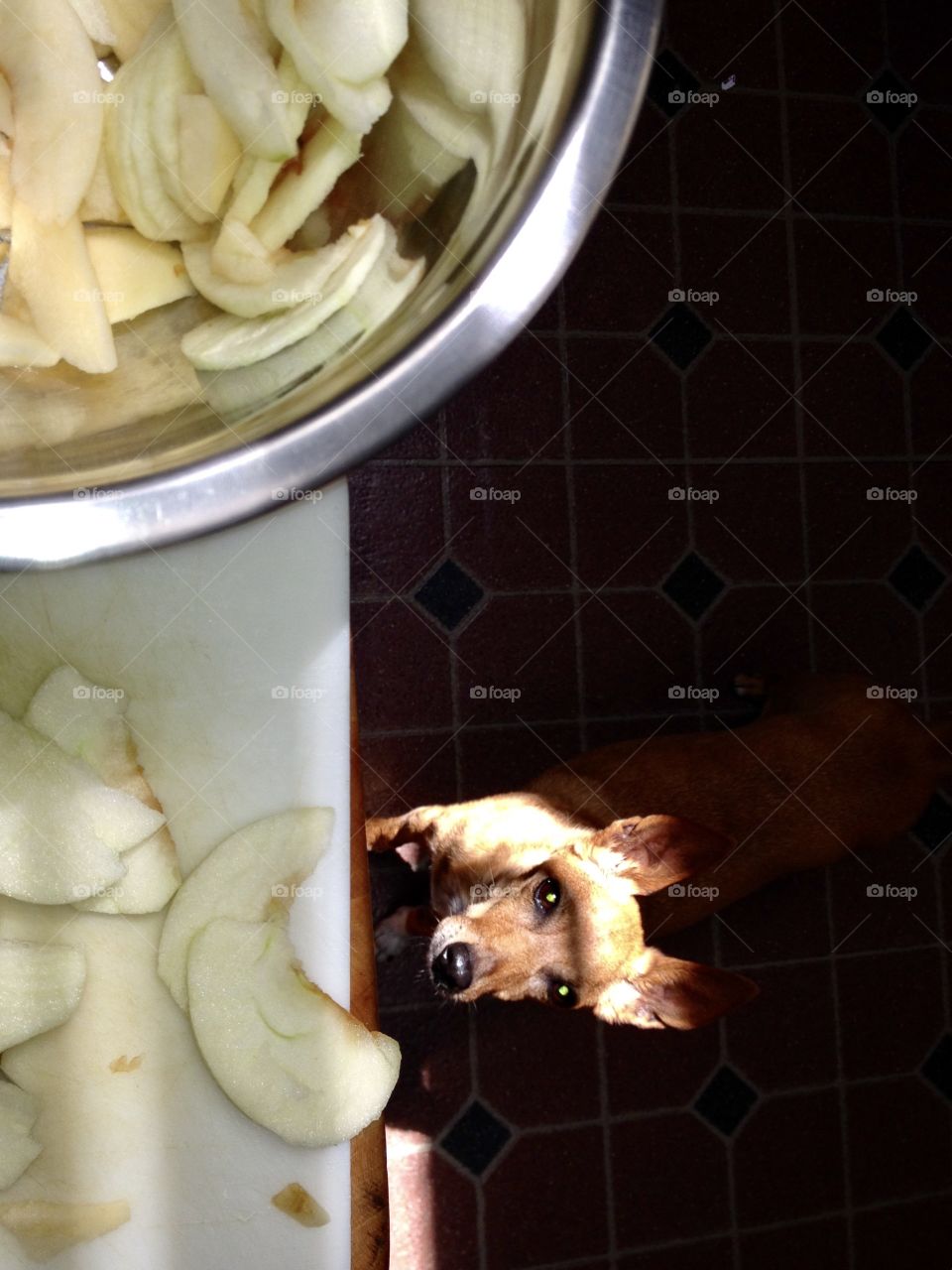 My dog Ginger loves apples, she's hoping a piece falls. One will!