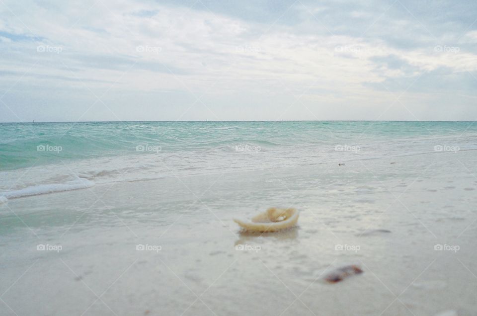 A shell on a beach 