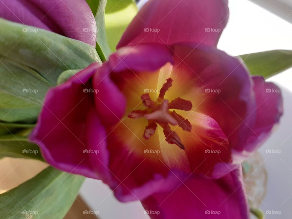 the inside of a tulip