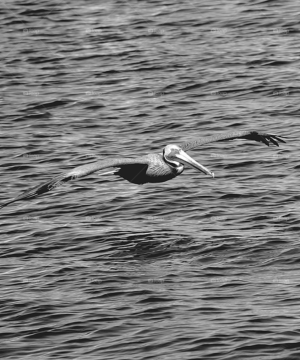 Wild Animals of The United States Foap Missions - A brown pelican glides across the surface of the ocean in search of his next meal