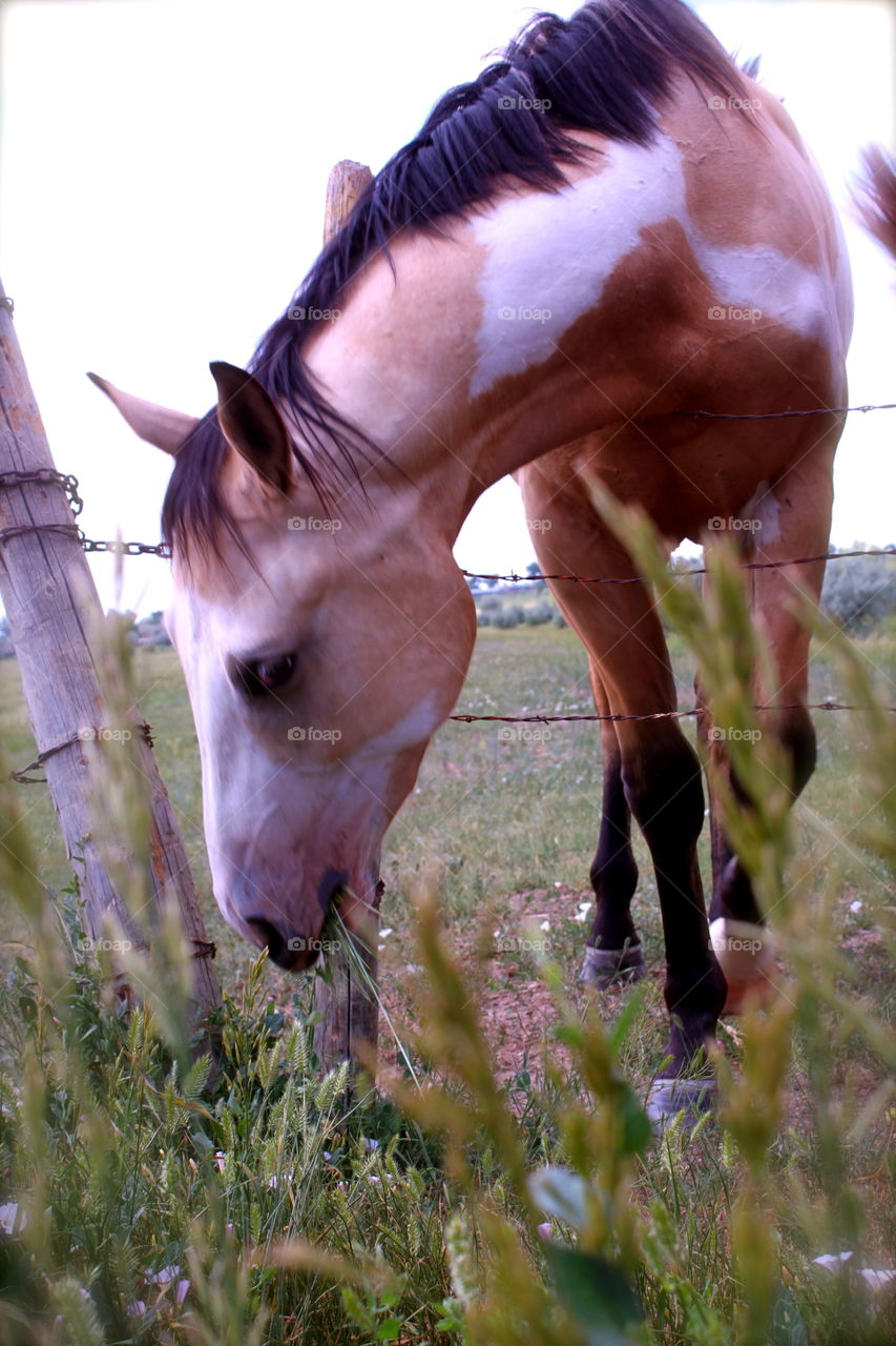 Horse in pasture 