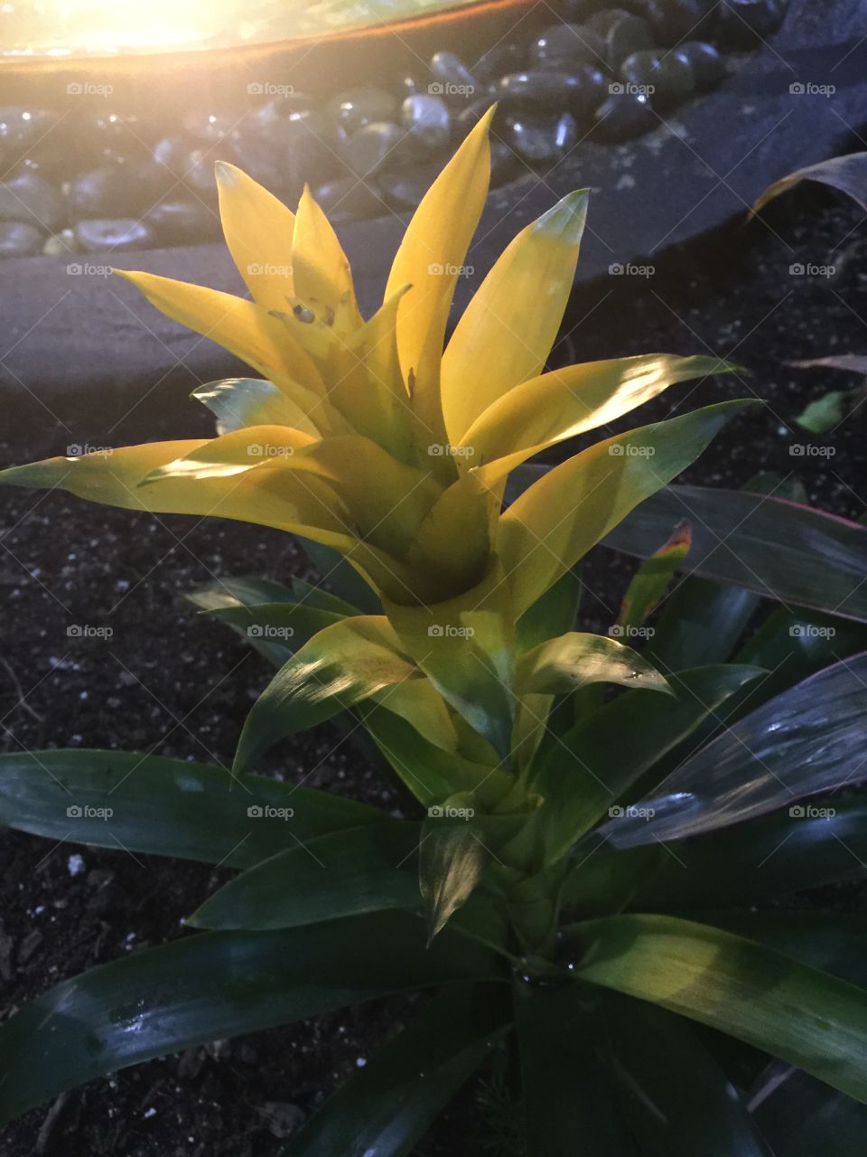 Flower. Taken at navy pier in Chicago 