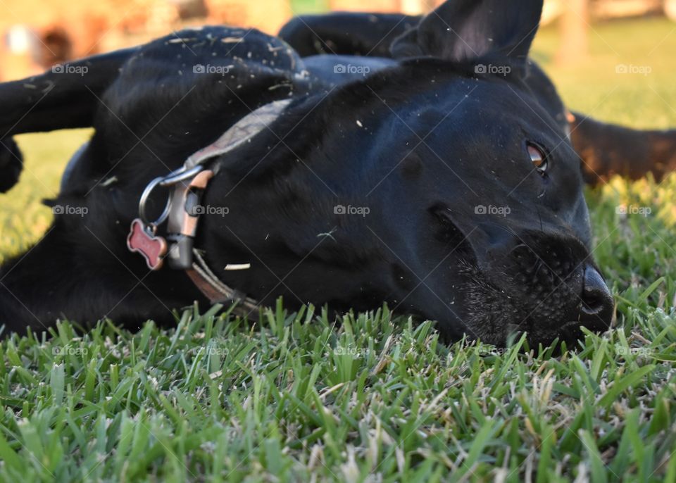 Dog lying on grass