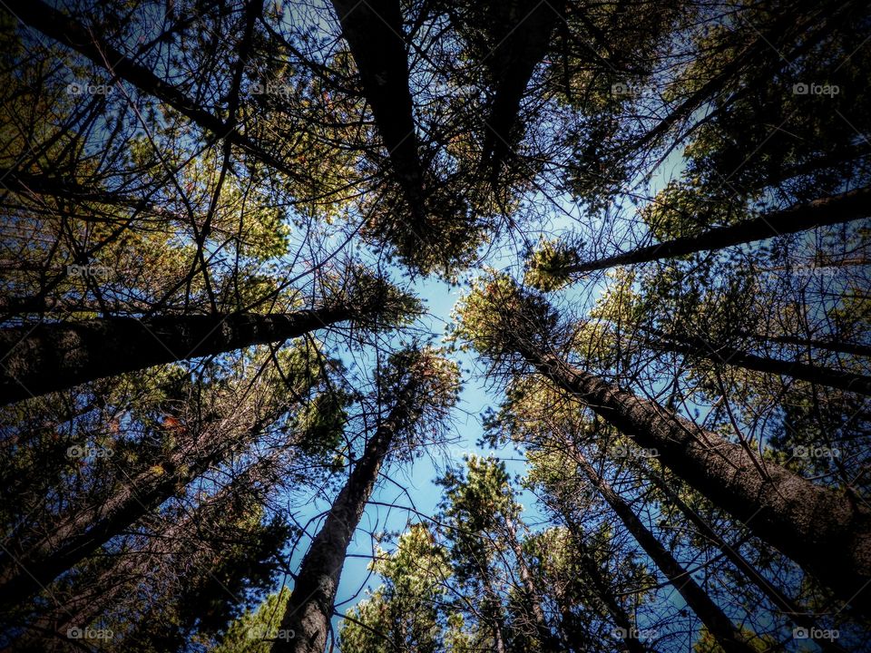 Low angle view of trees in forest