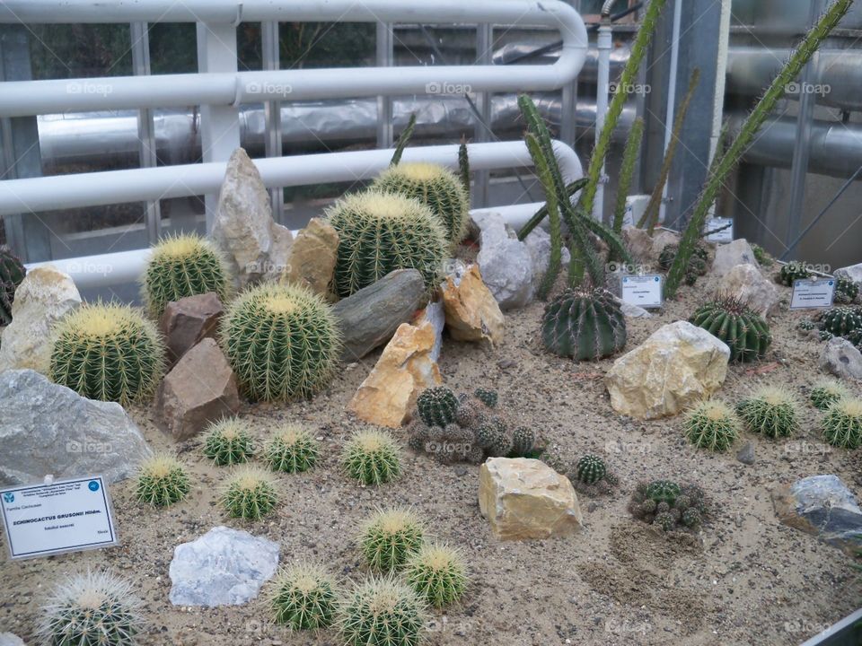 cactus