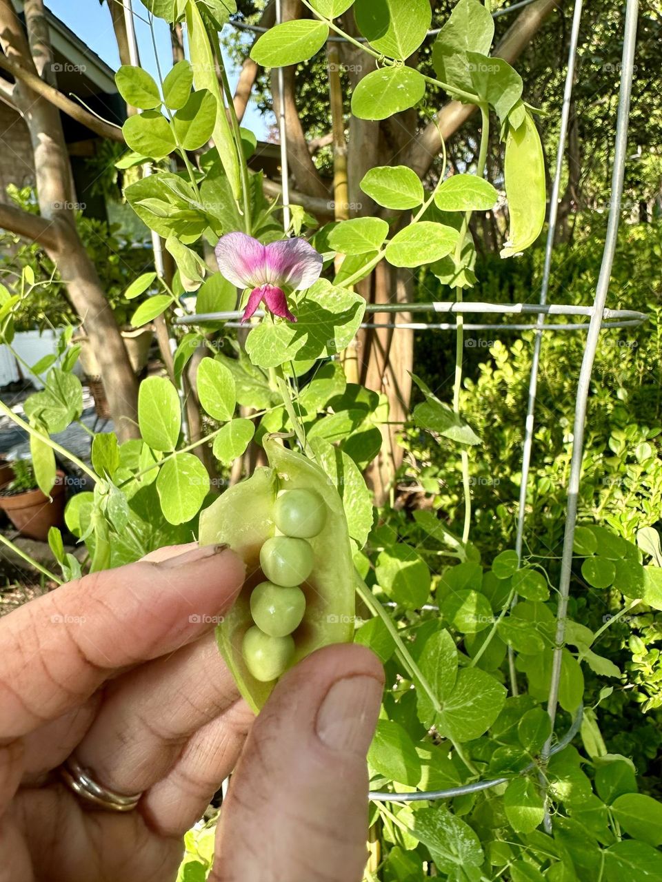 This is my first year to grow sweet peas! Look at this perfect pod. Nothing tastes better than homegrown food. You can see the sweet pea flower, they young pod and a mature pod of peas!
