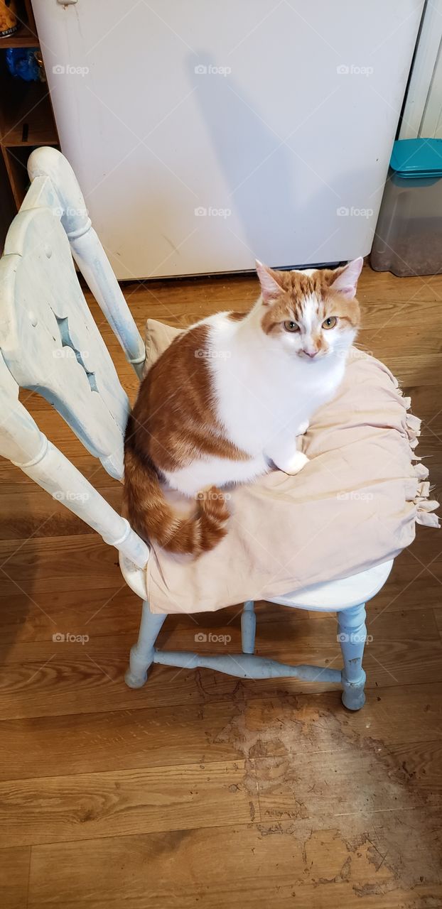 Cat poses in chair