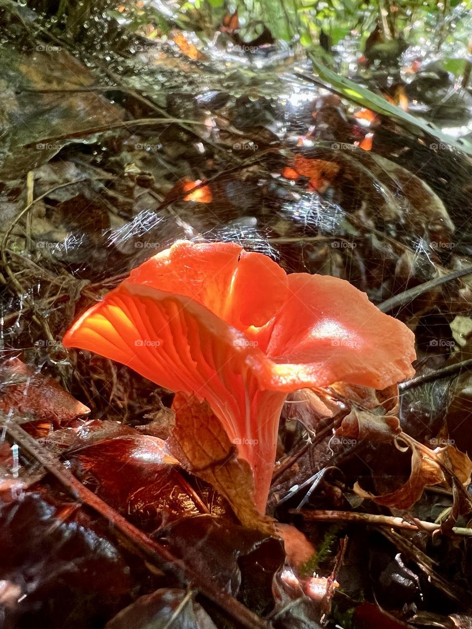 A lone cinnabar chanterelle mushroom in dappled shade and sun on the forest floor in the US. The glow of the orange color and the light on the leaves and spiderwebs evoke magic