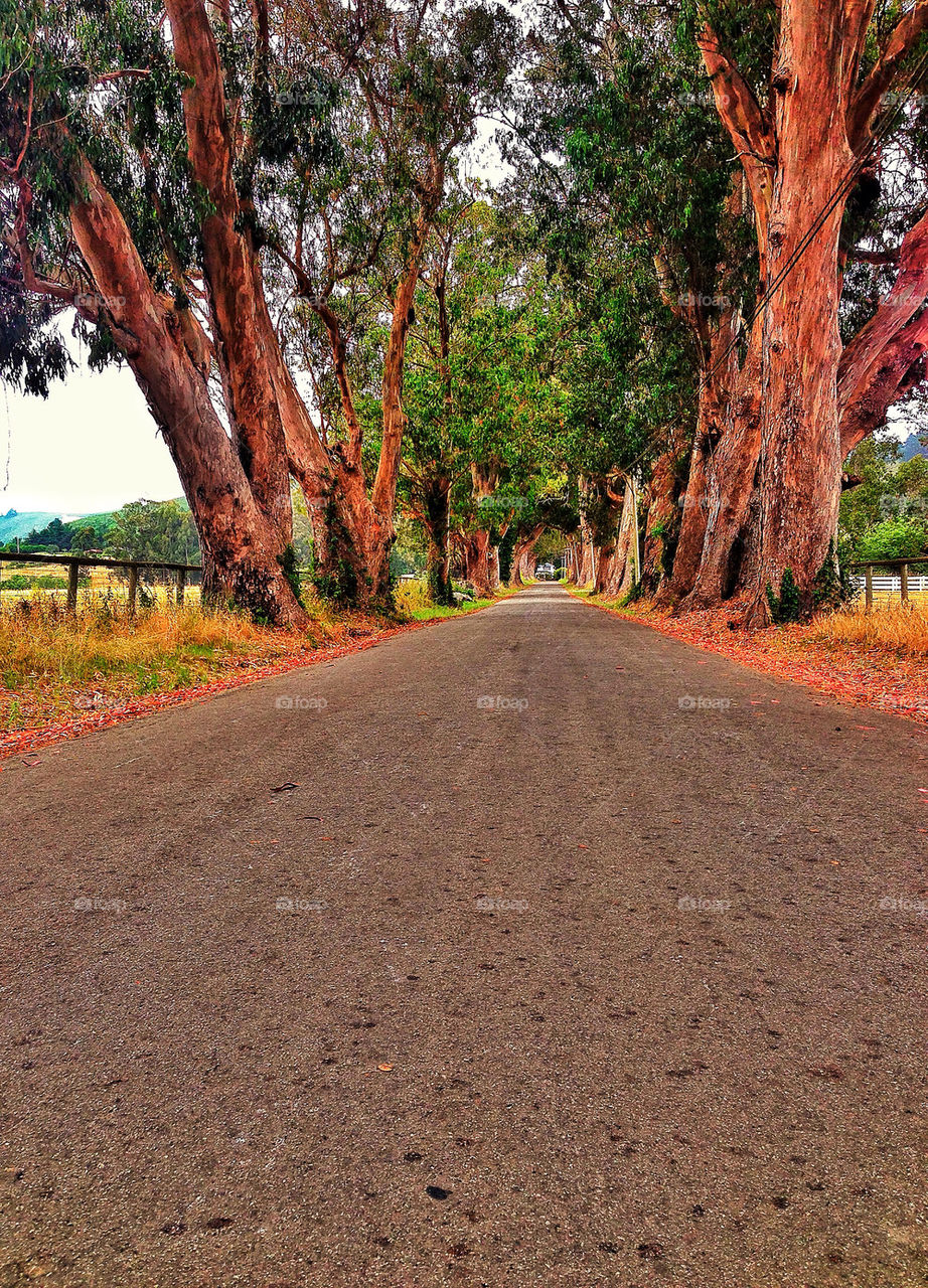 Country road in California disappearing to the vanishing point