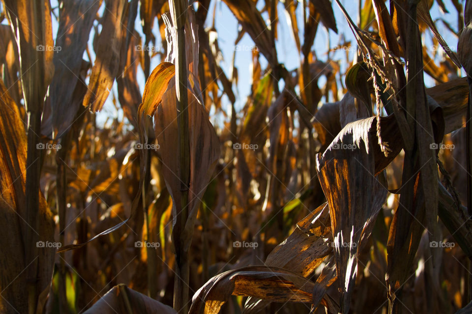 corn. getting ready for the harvest