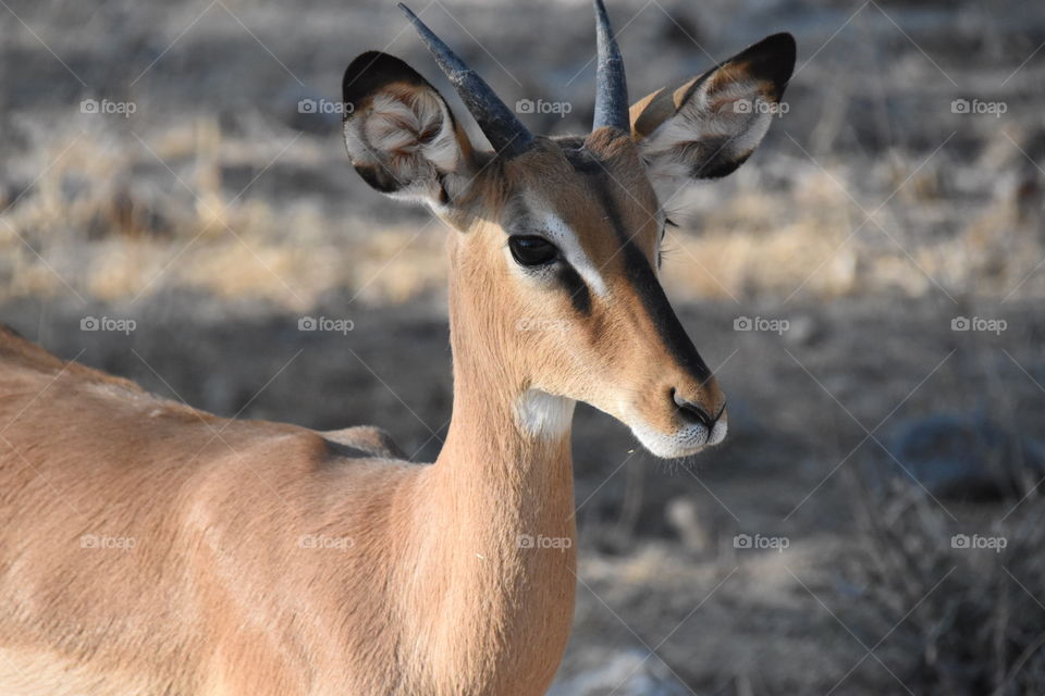 Antelope, Wildlife, Mammal, Animal, Safari