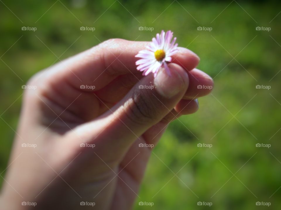 Beautifull Flower in the hand