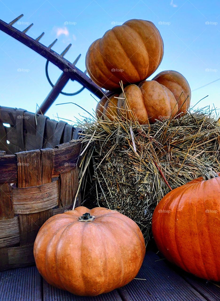 Pumpkin time 🎃🌾 Harvest 🎃🌾 Autumn🍁 🍂