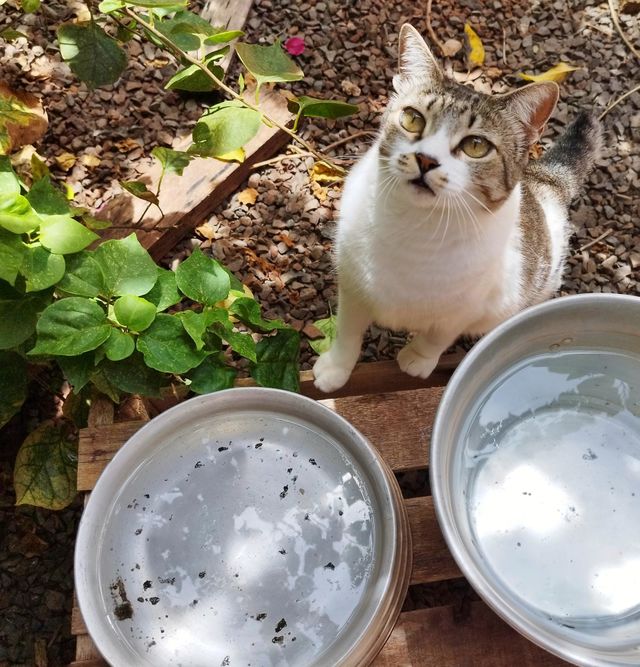 In the house of the tabby cat, there is always fresh water and warm sunlight