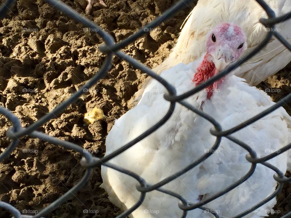 Turkey awaiting his fate