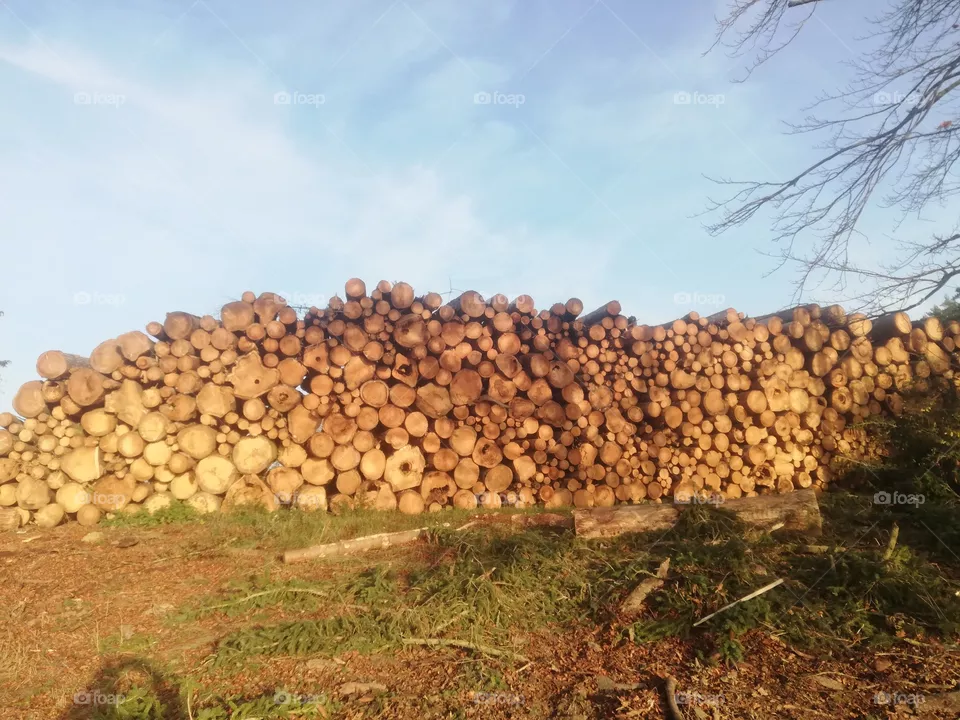 Holz