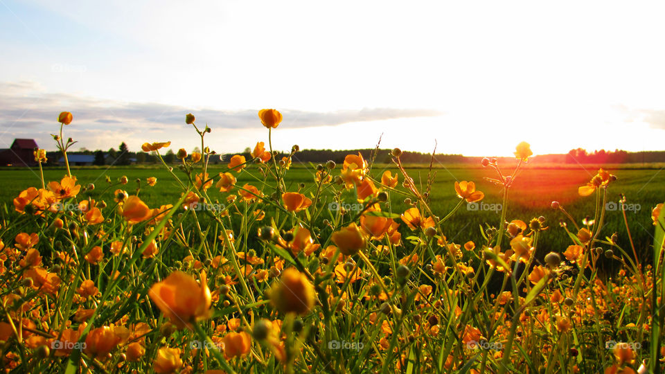 Sunset in flowers. A beautiful sunset through flowers