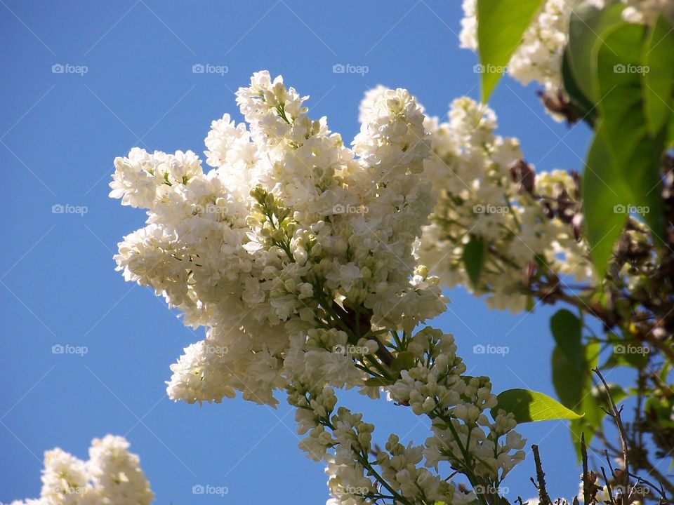 white lilacs. white lilacs