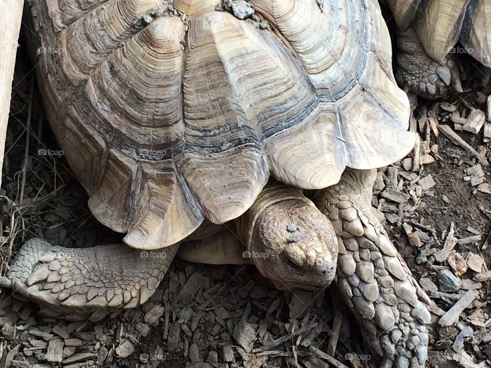 High angle view of turtle