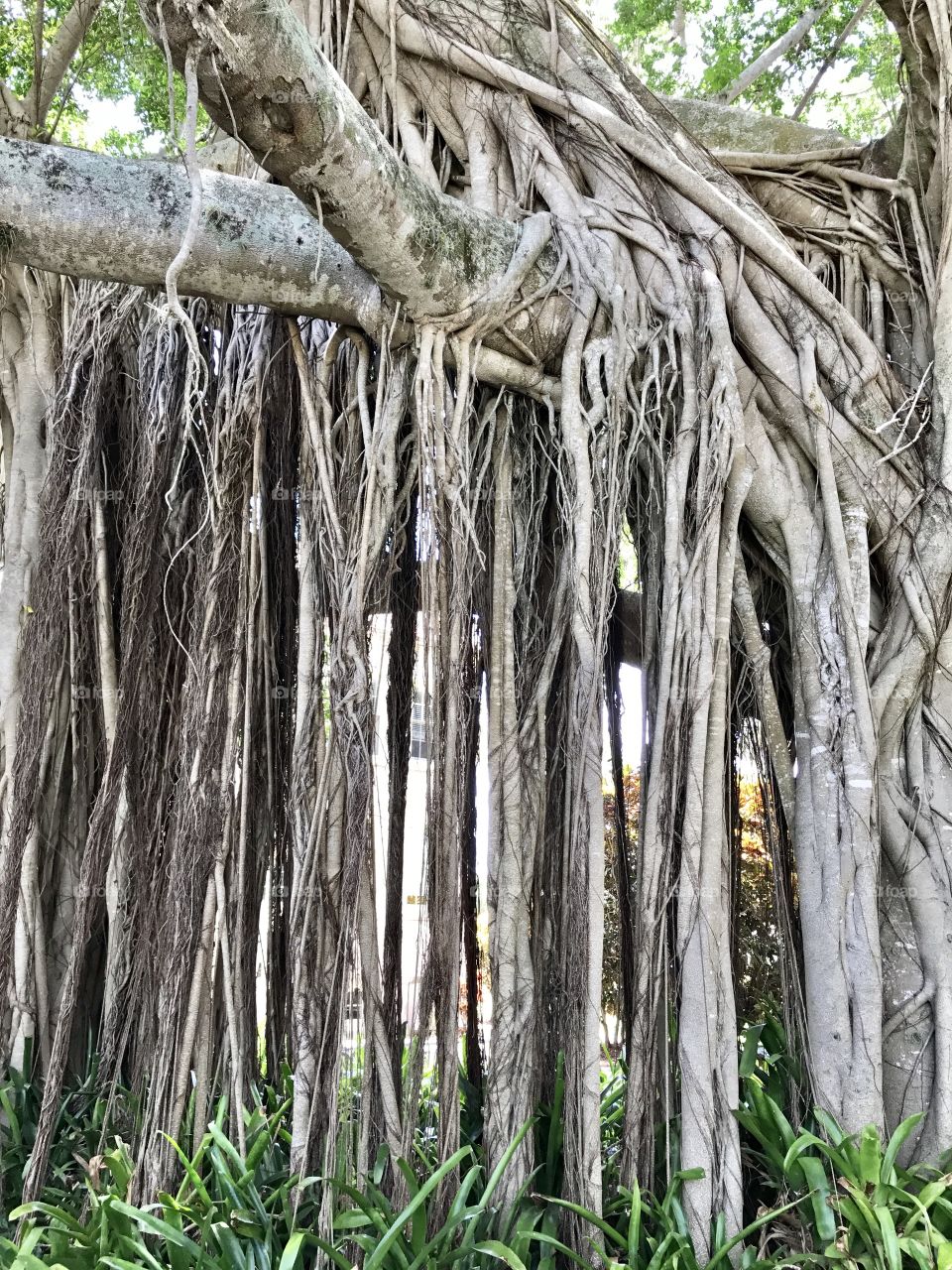 Magnificent banyon tree 